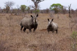 neushoorns zuid afrika