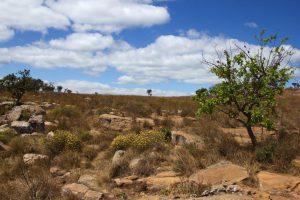 landschap zuid-afrika