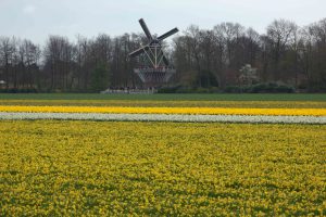 bollenveld nederland