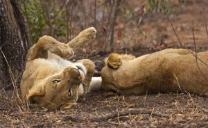 leeuwinnen zuid afrika