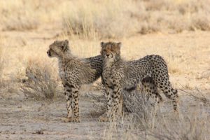 twee jonge cheetas in kgaligadi transfrontier park