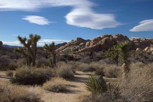 joshua tree national park amerika