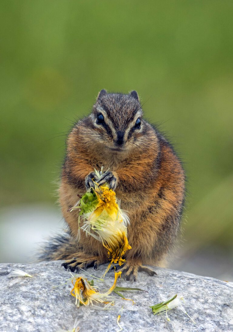 eva rusman natuurfotografie